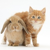 Ginger kitten, 7 weeks old, and young sandy Lop rabbit