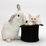 Rabbit and white Maine Coon kitten in a top hat