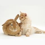 Red silver Turkish Angora cat and sandy Lop Rabbit