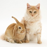 Ginger rabbit and cat