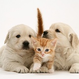 Red tabby kitten with Golden Retriever pups