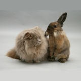 Lilac longhair cat with Lionhead Lop rabbit