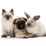 Pug pup with Colourpoint rabbit and kitten
