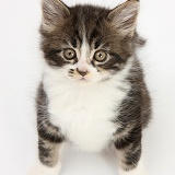 Tabby-and-white kitten looking up