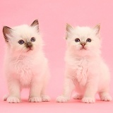 Colourpoint kittens standing on pink background