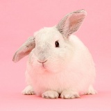 White rabbit on pink background