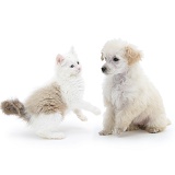 Miniature Apricot Poodle pup and playful kitten