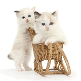 Ragdoll-cross kittens playing with a wicker toy sledge