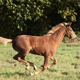 Warmblood foal galloping