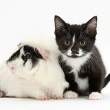 Black-and-white kitten and black-and-white Guinea pig