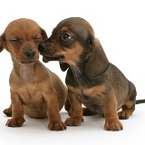 Two Dachshund puppies