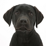 Black Labrador Retriever pup