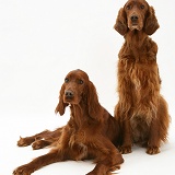Red Setters