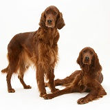 Red Setters