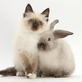 Birman-cross kitten and young colourpoint rabbit