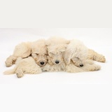 Sleepy Labradoodle pups, 9 weeks old