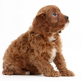 Cavapoo pup, 6 weeks old