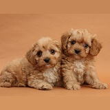 Two Cavapoo pups