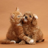 Ginger kitten hugging Cavapoo pup on brown background