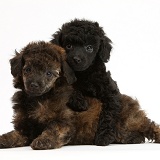 Black and red merle Toy Poodle pups, 7 weeks old