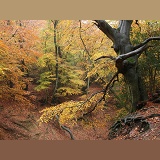 Autumnal beech woodland