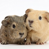Baby yellow and agouti Guinea pigs
