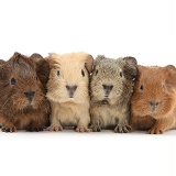 Four baby Guinea pigs in a row