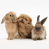 Peekapoo pup and Lionhead-cross rabbits