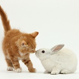Ginger kitten and young white rabbit
