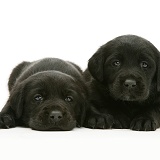 Two Black Labrador puppies