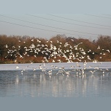 Black-headed gulls flying over a frozen lake