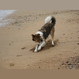 Sable Border Collie digging in sand