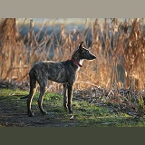 Deerhound lurcher