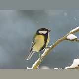 Great tit in snow