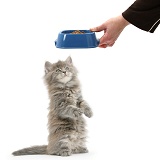 Maine Coon kitten, 7 weeks old, getting some food