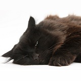 Dark chocolate cat lying down