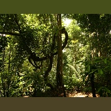 Tropical rain forest, Trinidad