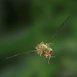 Cicada in flight
