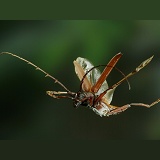 Longhorn beetle in flight