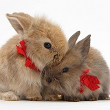 Two baby Lionhead-cross rabbits wearing bells