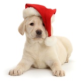 Yellow Labrador pup wearing a Santa hat