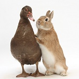 Duck and rabbit