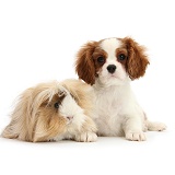 King Charles Spaniel pup and Guinea pig