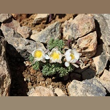 Alpine flowers (unidentified)