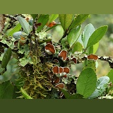 Moss and lichen on a branch