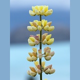Yellow lupine flower