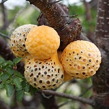 Indian Bread - parasitic fungal fruit