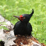 Female Magellanic Woodpecker