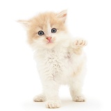 Ginger-and-white Persian-cross kitten