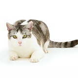 Silver Tabby-and-white cat